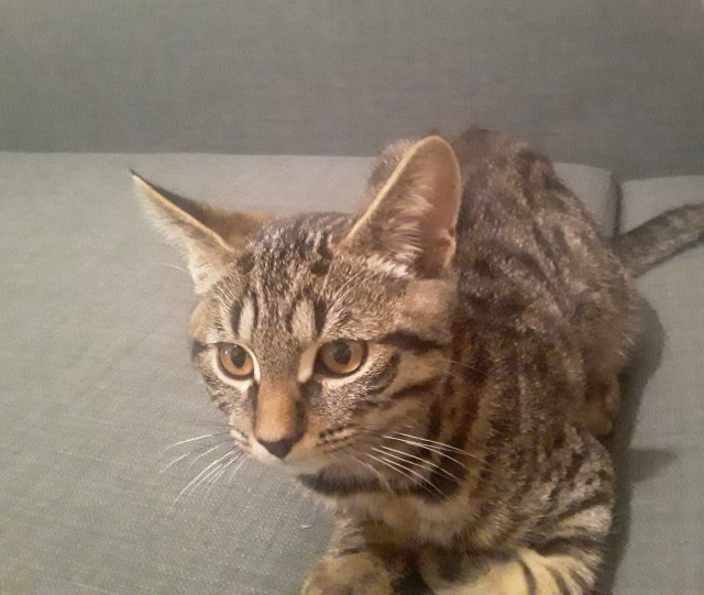 Котик Маркиз