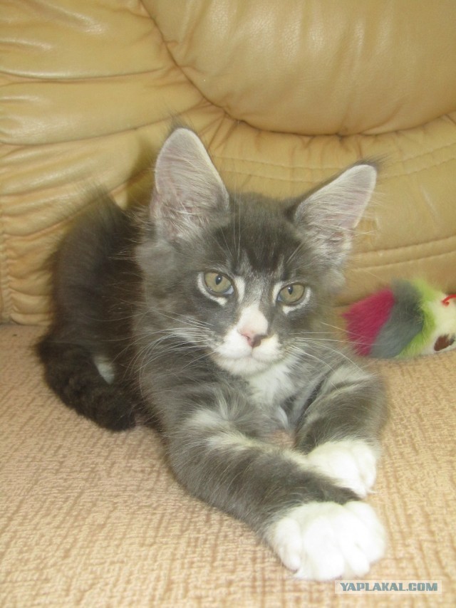 Котовторник 09.04.2013