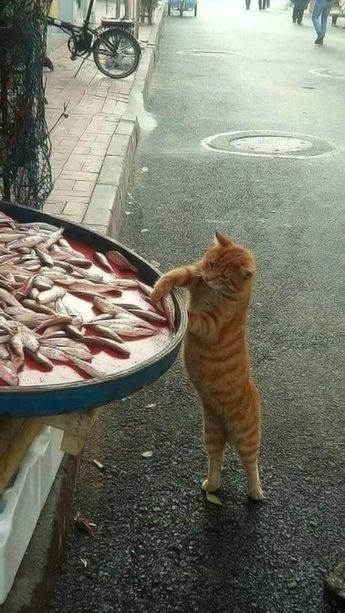 - Вы рыбов продаете?