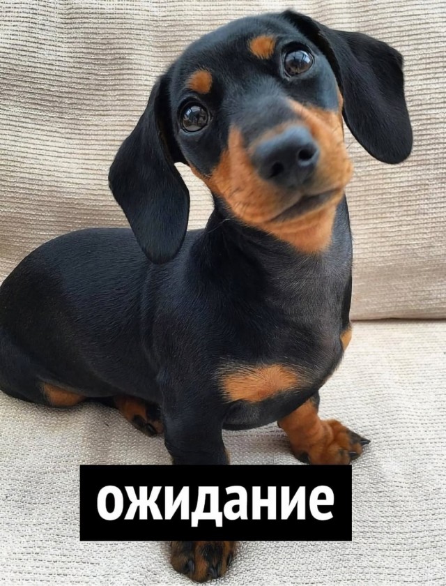 Такса?