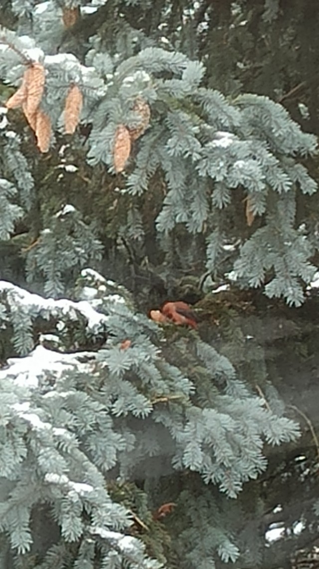 Клёст