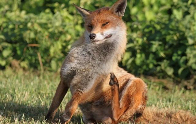 Винни-ЯПух, ЯПтачок и все-все-все...