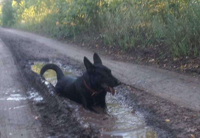 А у меня воскресный пёс