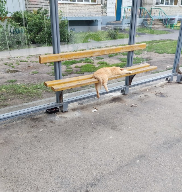 Кот на остановке