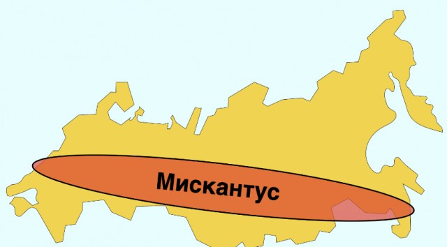 Зачем Россию собираются засадить "революционным" растением – мискантусом