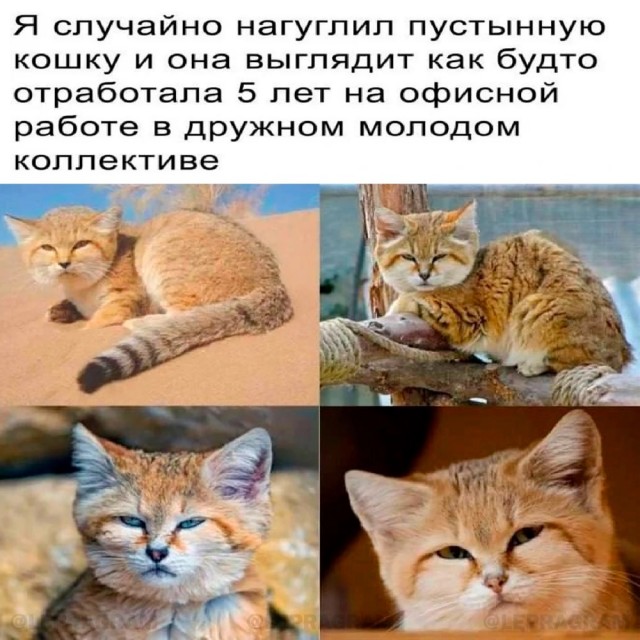 Веселые картики во вторник 29.10