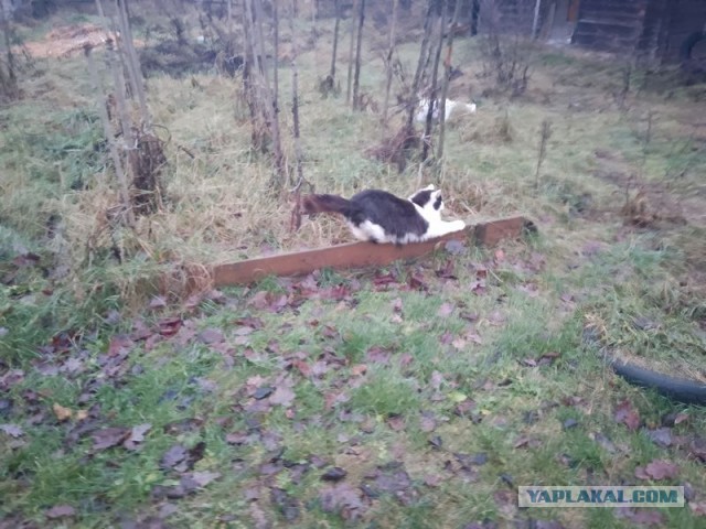Жизнь домашнего приюта для котеек 522
