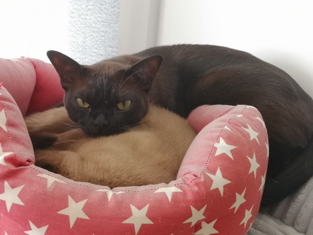 Котовторник