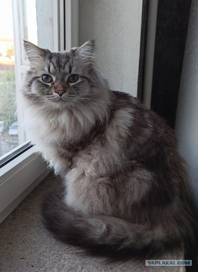 Котовторник
