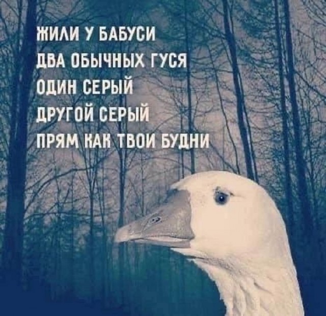 Весёлый полтишок 13.07.25