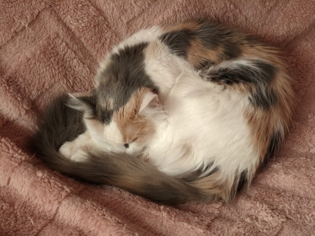 С котовторником!