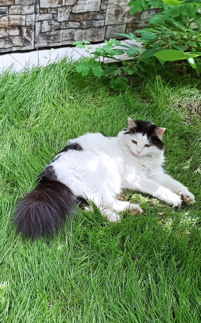Котовторник