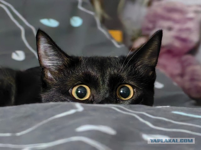 Котик с помойки