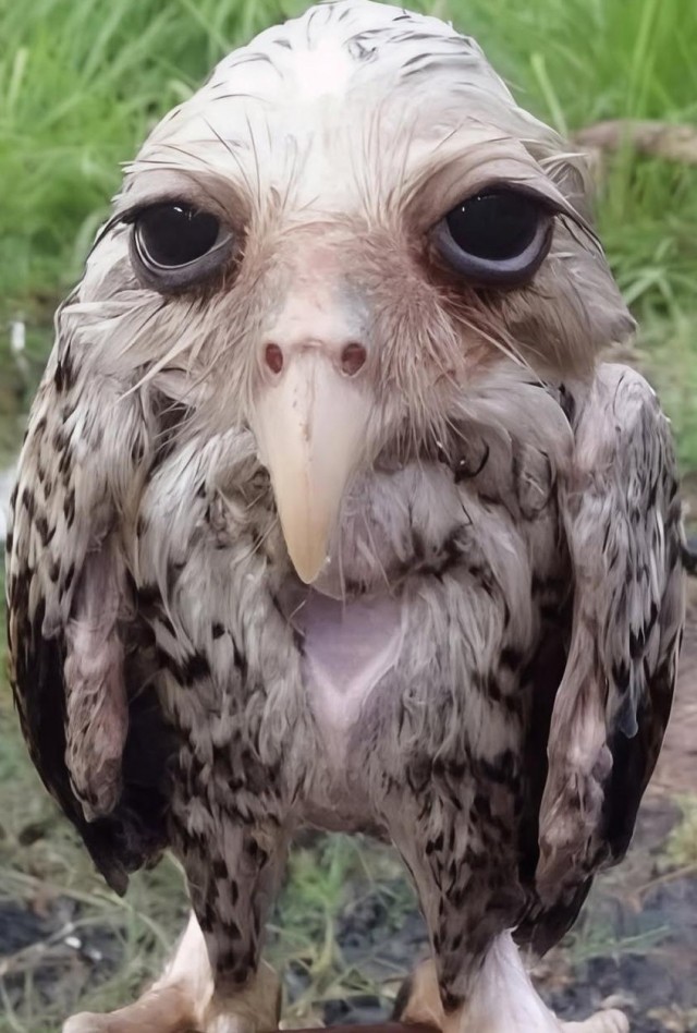 Сова едет на корпоратив