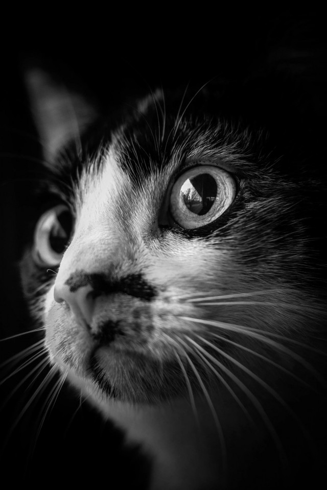 Когда твой человек фотограф (котовторник)