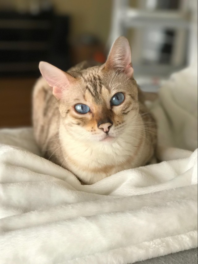 Рандомных фото котов тред