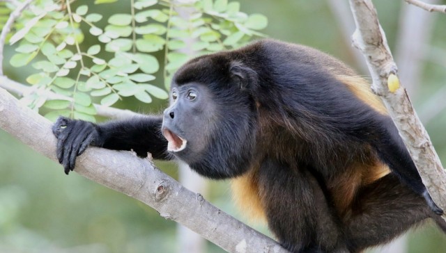 Не для чувствительных барышень