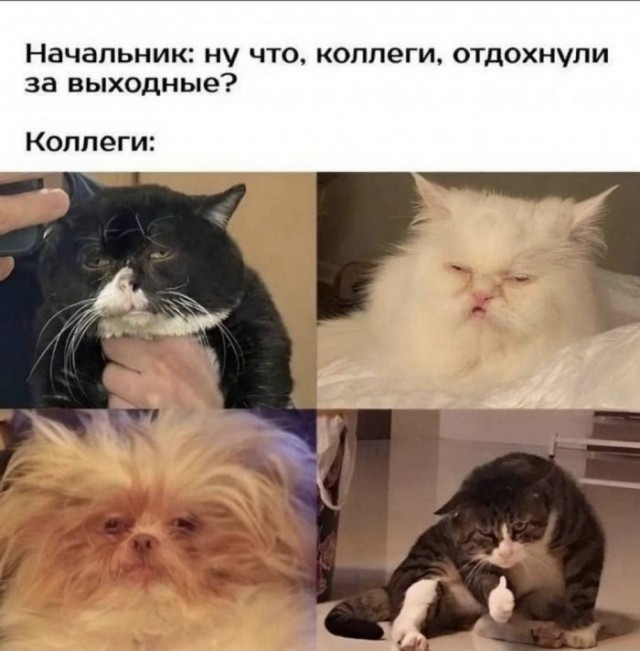 Картинки для деградации 178 (разной степени свежести)