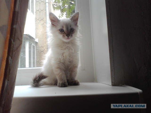 Котовторник 23.07.2013