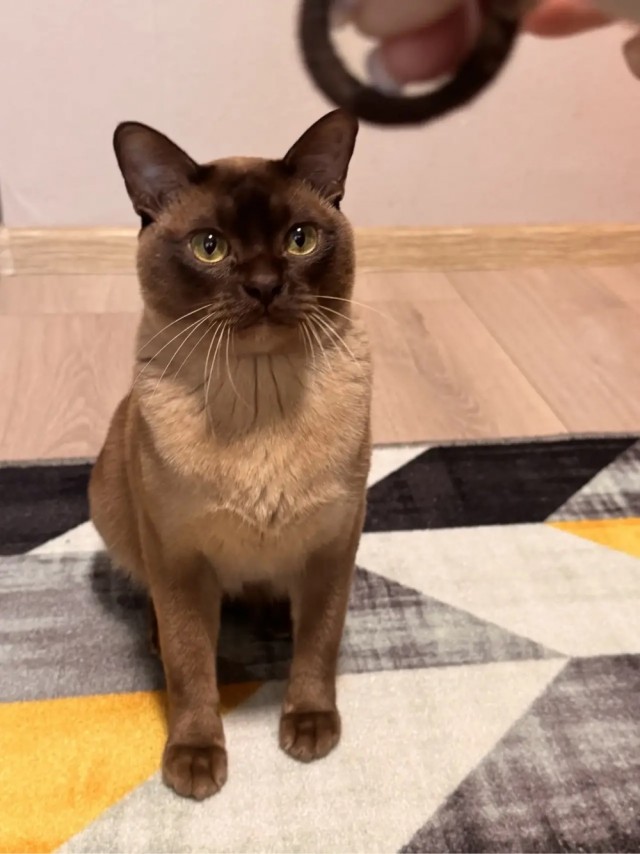 Котовторник