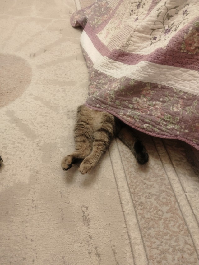 А я думаю ,что он ходил ,орал всë утро...