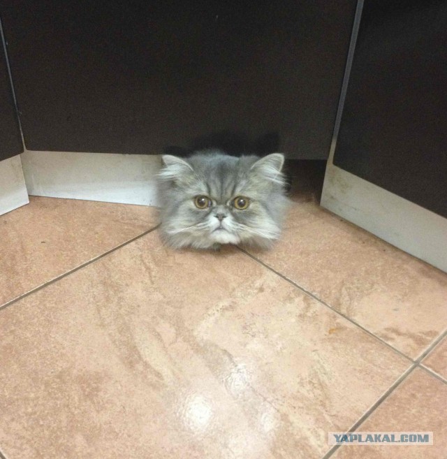 Котовторник 22.10.2013