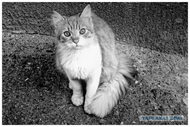 Котовторник 18.03.2014
