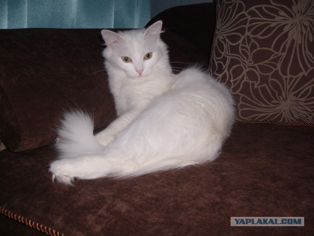 Котовторник 27.5.2014