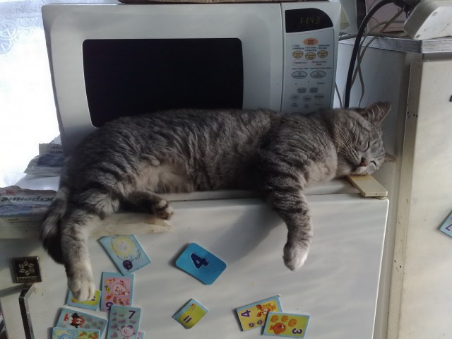 Котовторник 09.09.2014