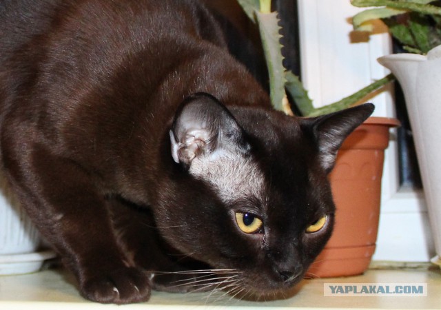 Котовторник 16.06.2015., Котовторник наступил!