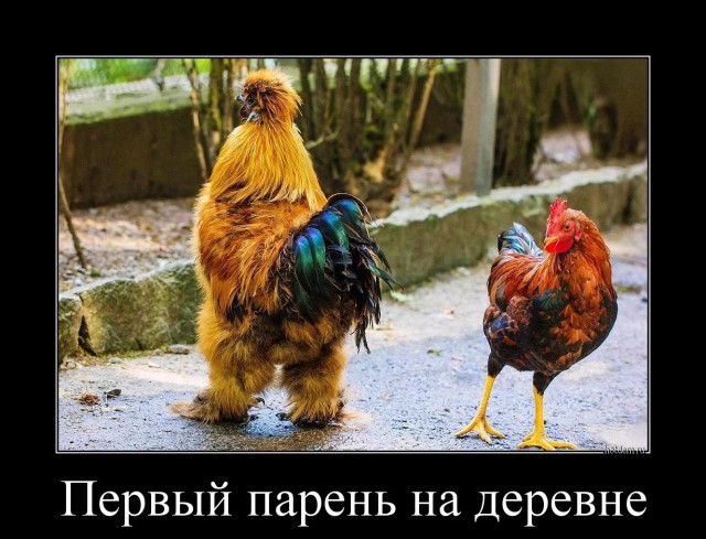 Веселые картинки