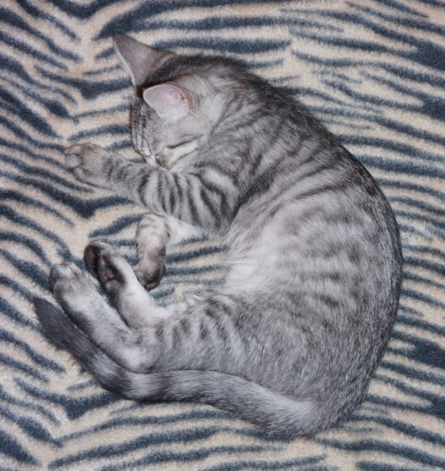 Взяли котейку домой