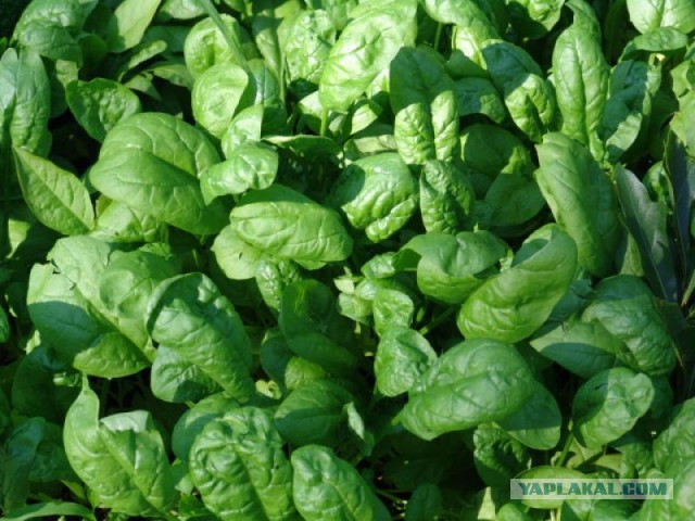 Черная акула»: вертолет, опередивший время