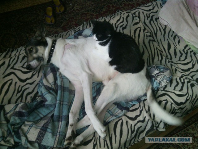 Мой кот, мои правила!