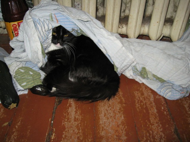 Котомет во вторник (11.12.2007)