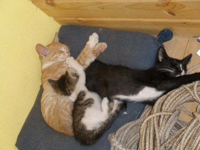 Коты Северного флота