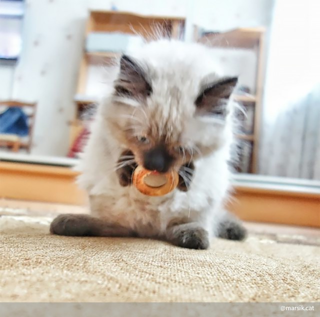 Коты из сети