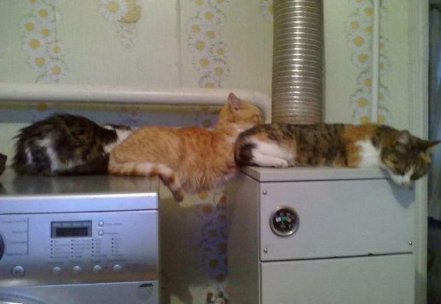 Коты из сети