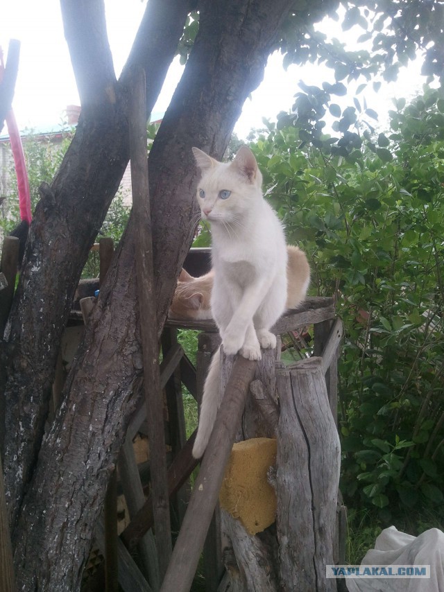 Котовторник  14.02.2017