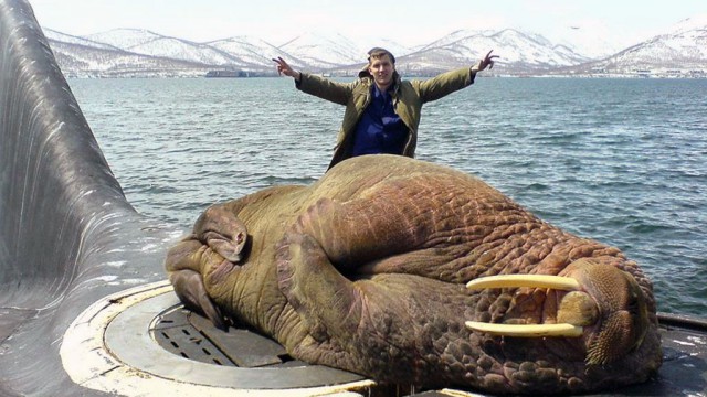 На Камчатке моряки подкормили голодного тюленя