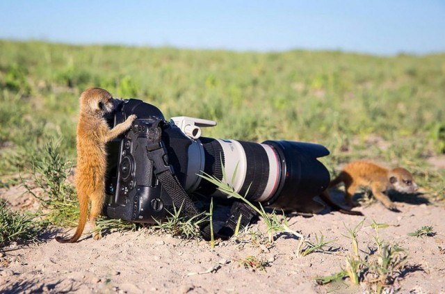 Дикие компаньоны фотографа-натуралиста