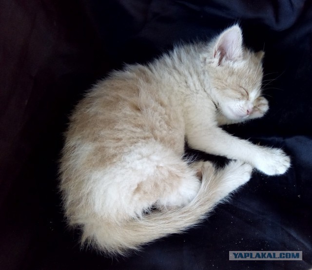 Котовторник