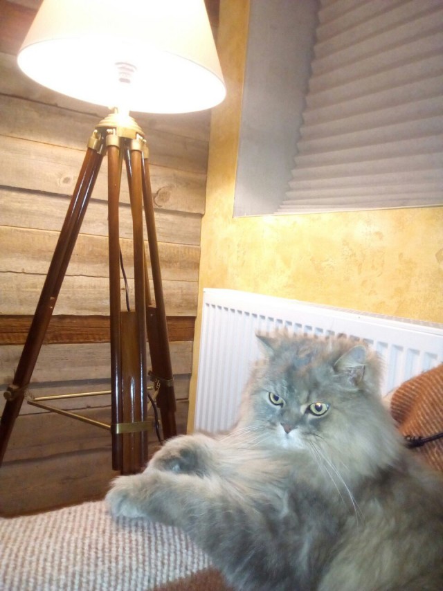 Котовторник