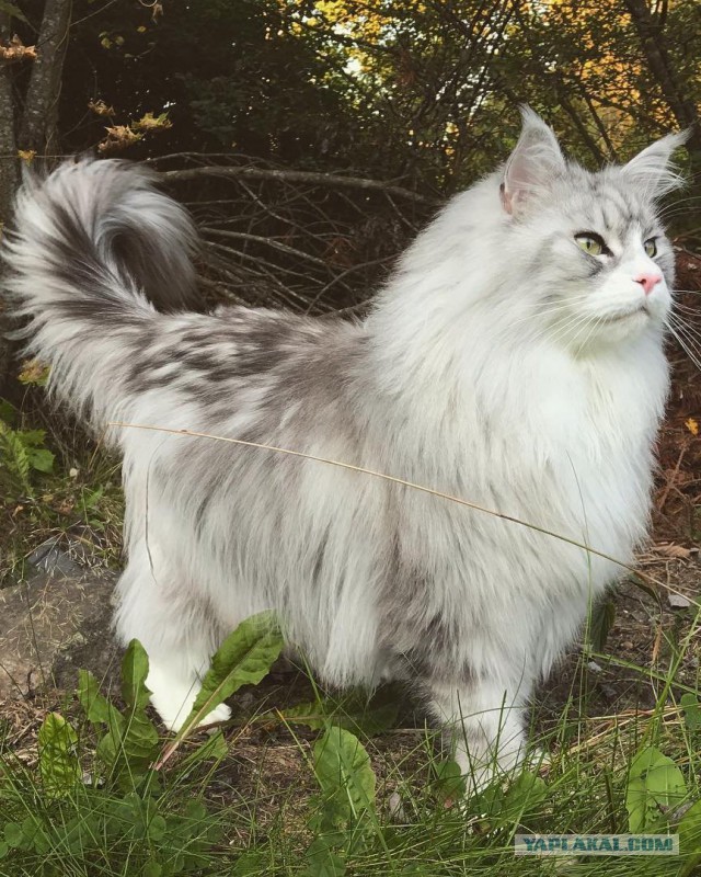 Котовторник 07.11.2017