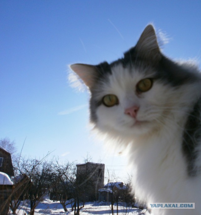 Котовторник 13.03.2018
