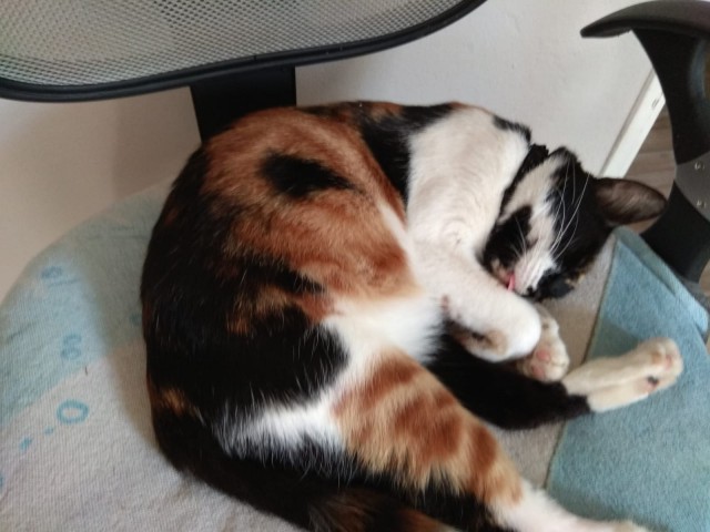 Котовторник 19.06.2018