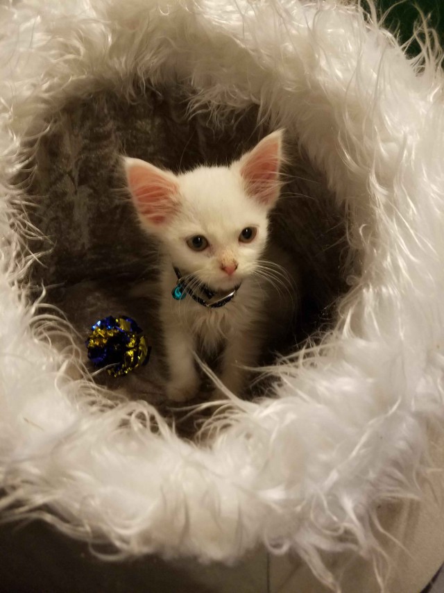 Прикольных котов пост