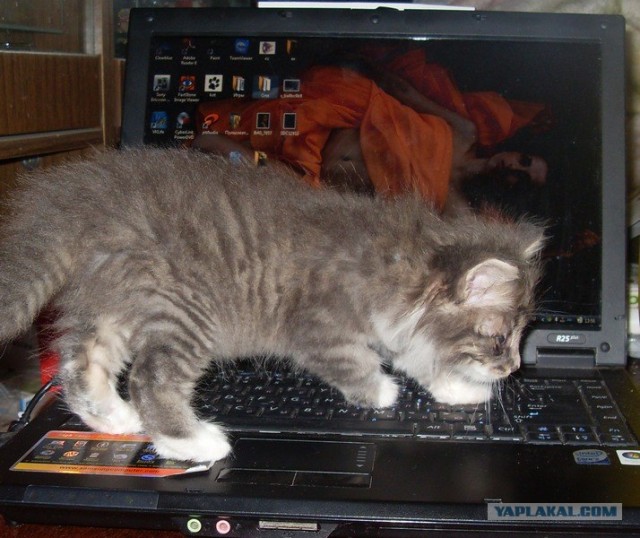 Котовторник
