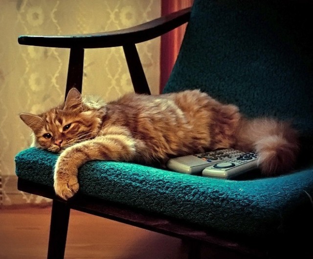 Котовторник на середину июня