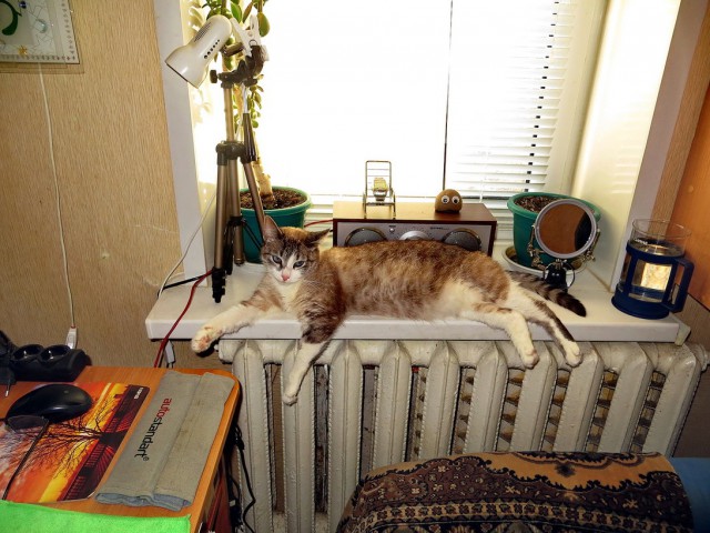 20 котов, у которых была всего секунда, чтобы прославиться. И они воспользовались ею сполна!